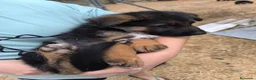 Pastor Alemán perros en venta: Pastores alemanes de calidad  - Anuncio 8
