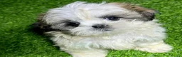 Shih Tzu perros en venta: SHIH TZU - Anuncio 4