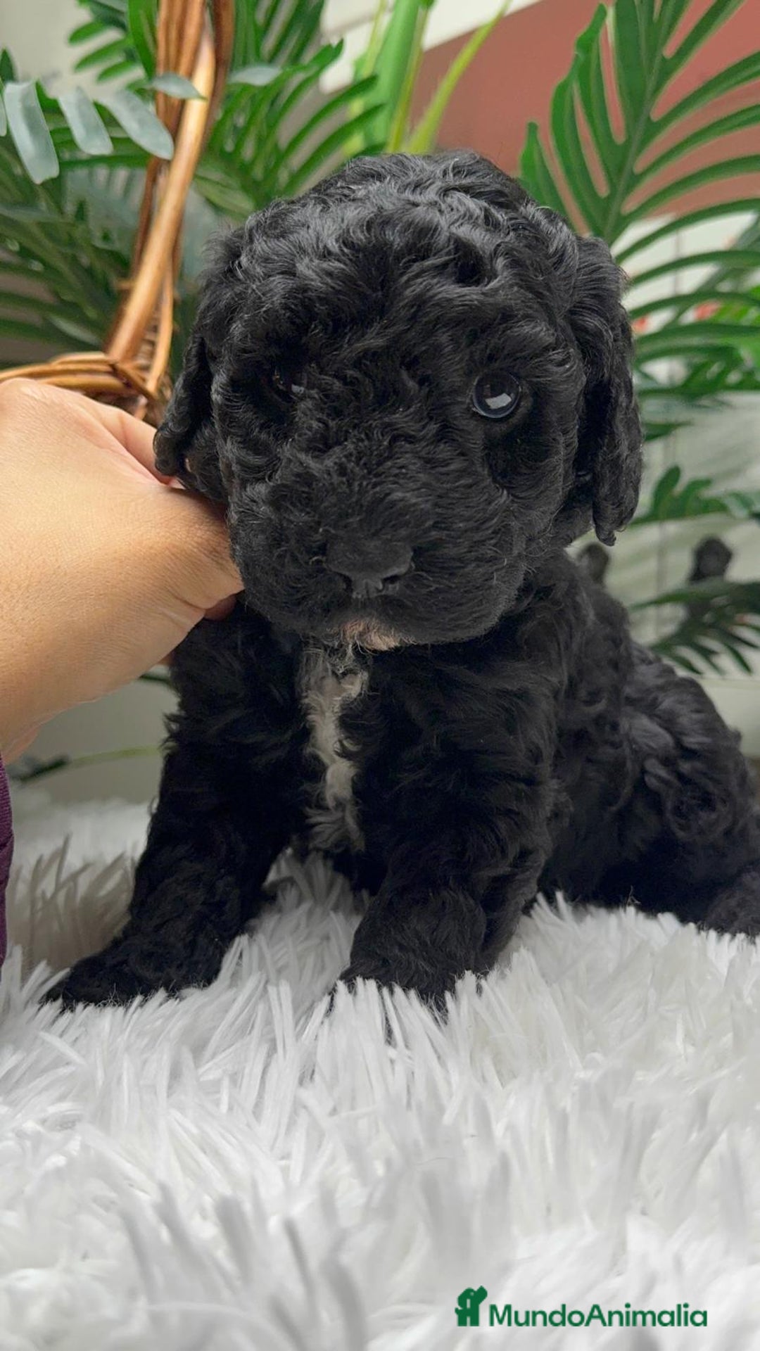 Perro de Agua Español perros en venta: PERRO DE AGUA ESPAÑOL - Anuncio 2