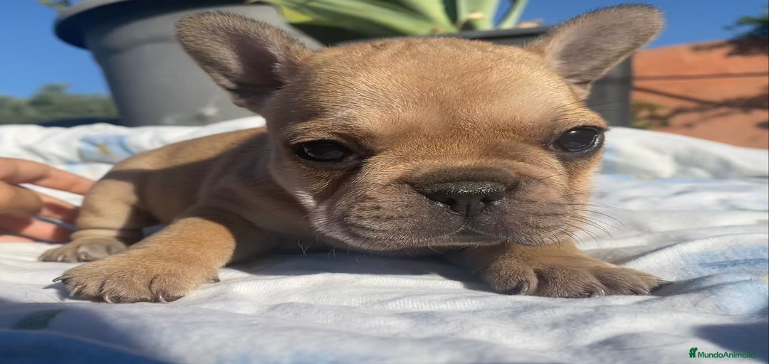 Imagen de galería {{count}}