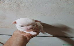 Chihuahua perros en venta: CAMADA CHIHUAHUAS CABEZA DE MANZANA DESDE 600€ - Imagen 3