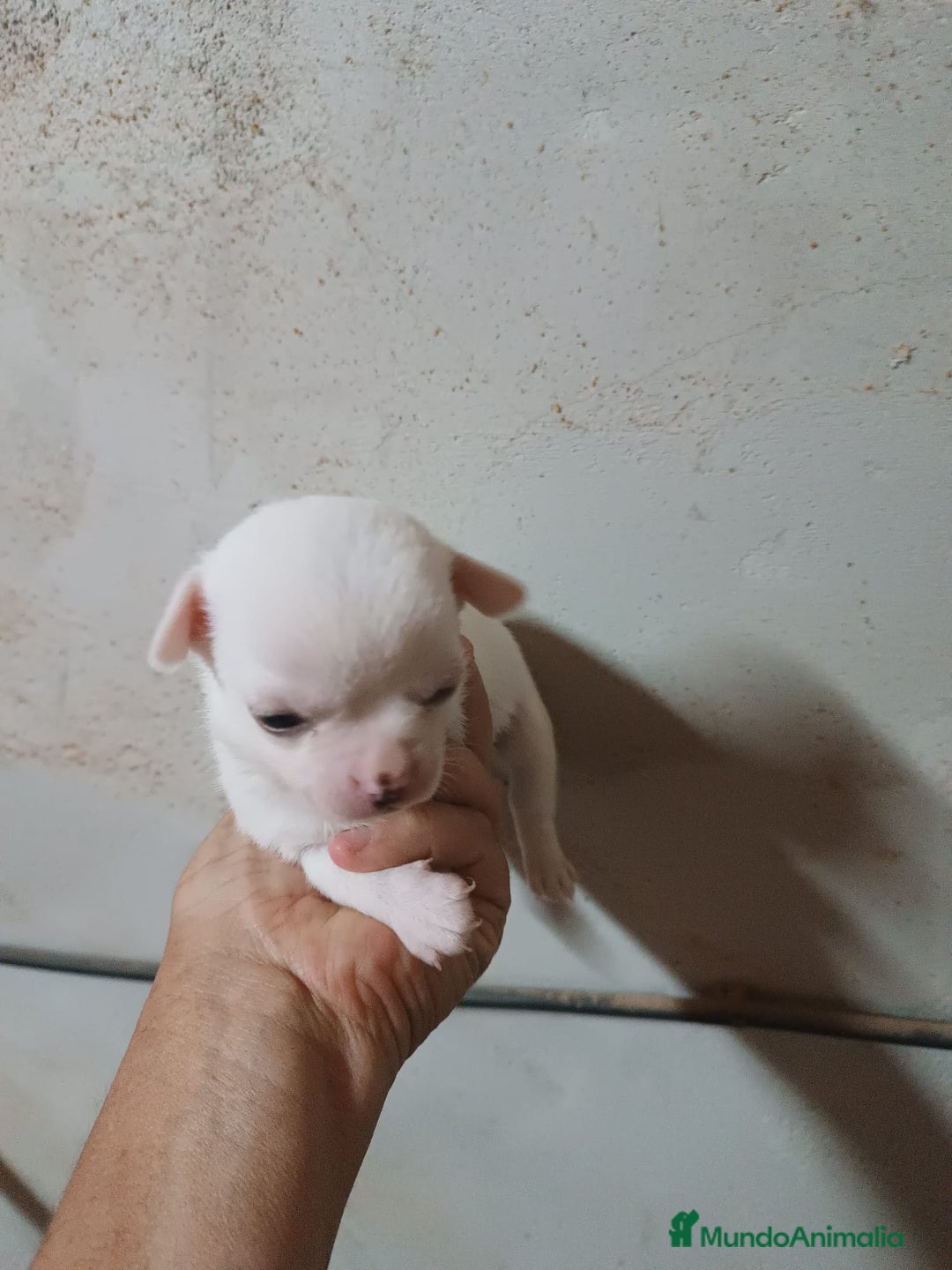 Chihuahua perros en venta: CAMADA CHIHUAHUAS CABEZA DE MANZANA DESDE 600€ - Imagen 3
