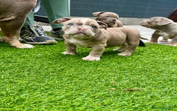 American Bully perros en venta: American bully bebés preciosos - Imagen 25