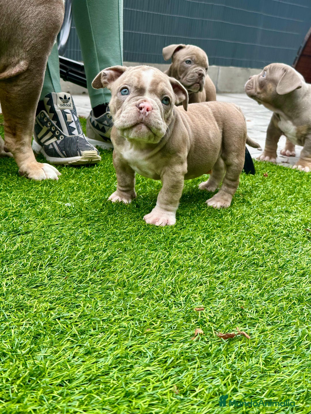 American Bully perros en venta: American bully bebés preciosos - Imagen 25