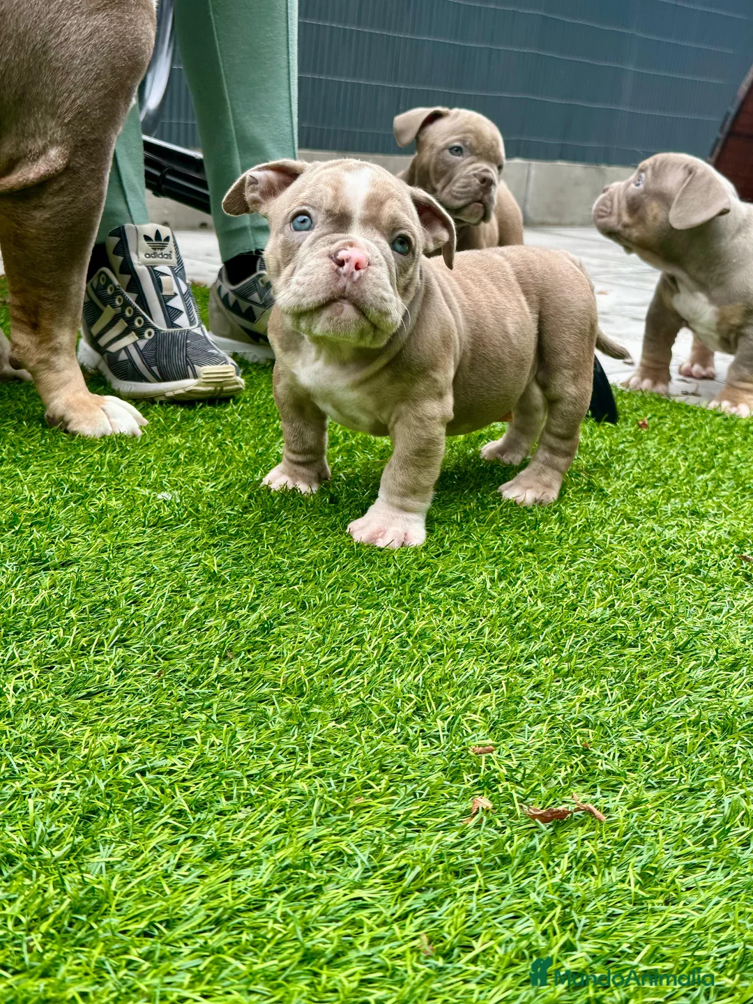 American Bully perros en venta: American bully bebés preciosos - Anuncio 25