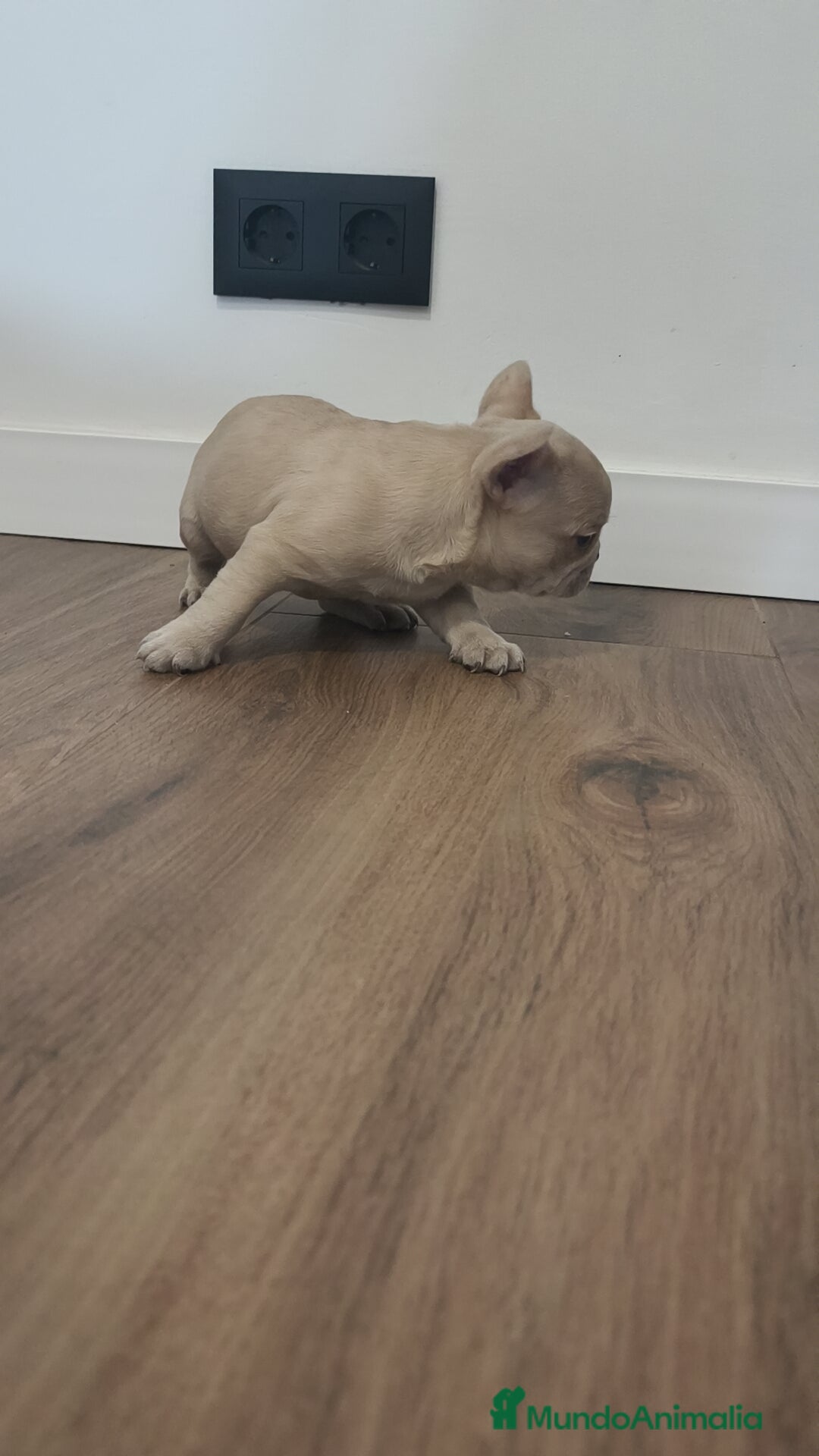 Bulldog Francés perros en venta: Bulldog Francés Macho ojos azules espectacular!!! - Imagen 4