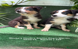 Border Collie perros en venta: BORDER COLLIE TRICOLOR - Imagen 4
