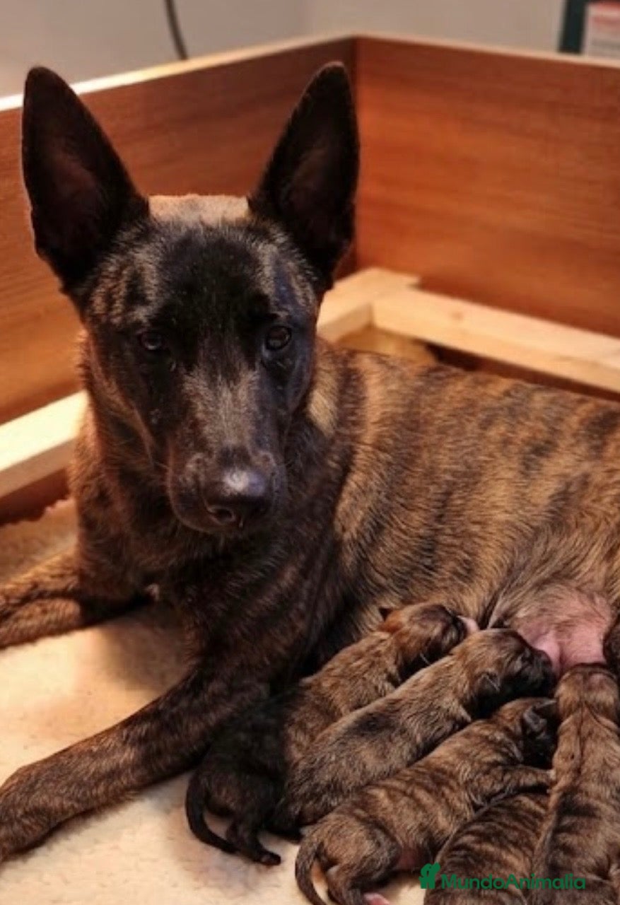 Pastor Holandés perros Pastor holandés  - Anuncio 1
