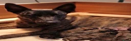 Pastor Holandés perros en venta: Pastor holandés  - Anuncio 1
