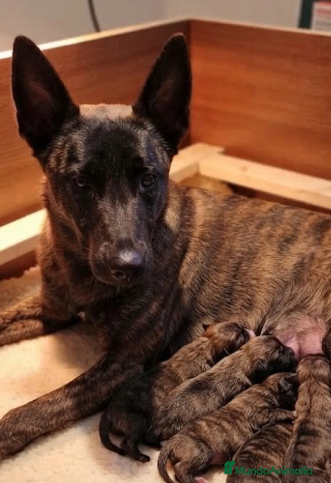 Pastor Holandés perros en venta: Pastor holandés  - Anuncio 1
