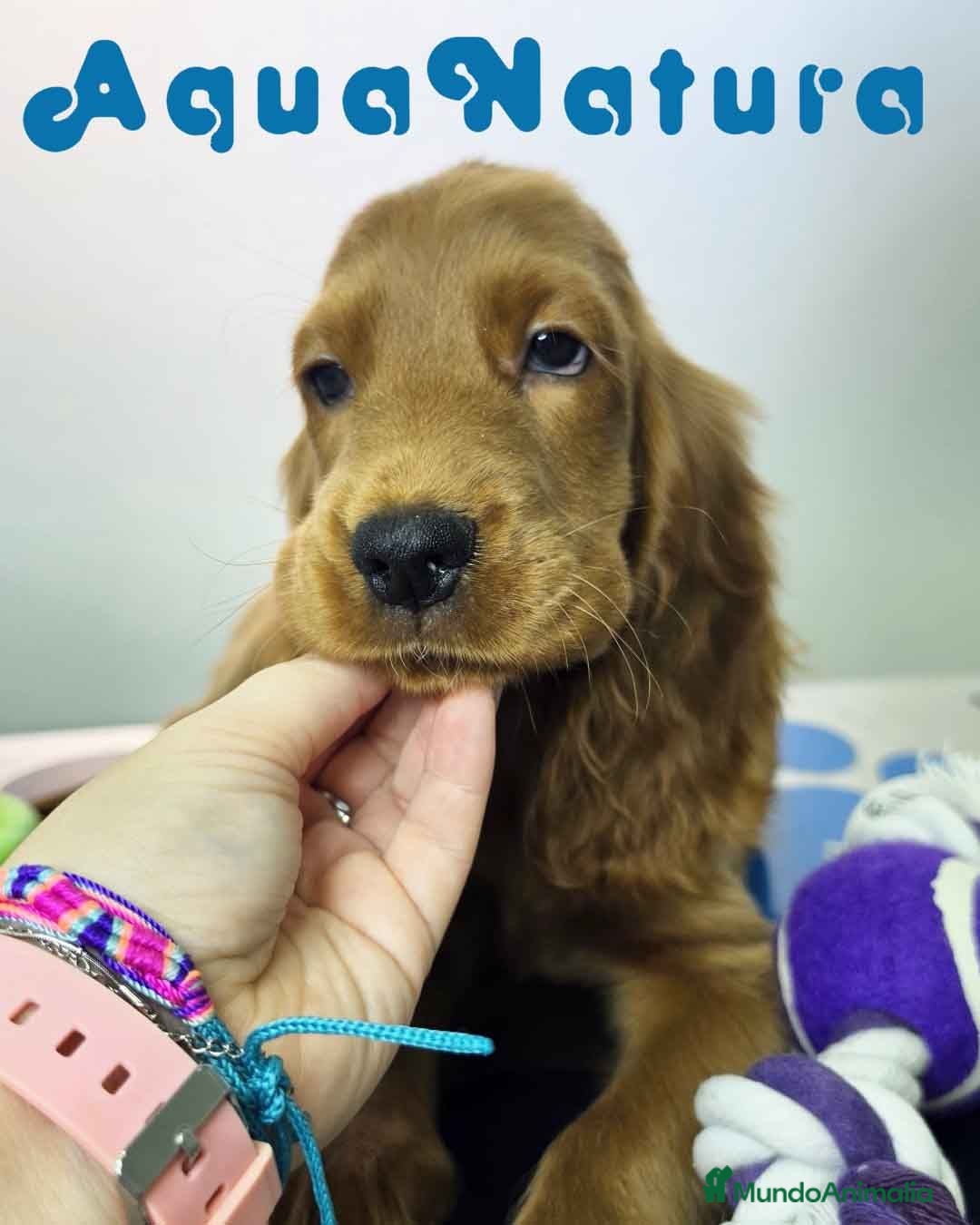 Cocker Spaniel Inglés perros Cocker Spaniel Hembra - Anuncio 7