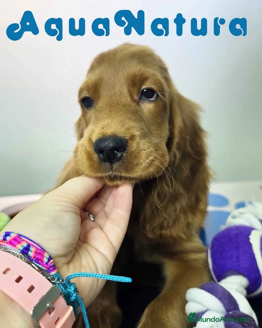 Cocker Spaniel Inglés perros en venta: Cocker Spaniel Hembra - Anuncio 1