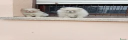 Pomerania perros en venta: Pomerañia  toy  - Anuncio 10