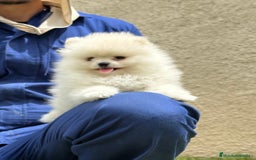 Pomerania perros en venta: Pomerania Miniatura, ejemplares blancos y crema - Imagen 2