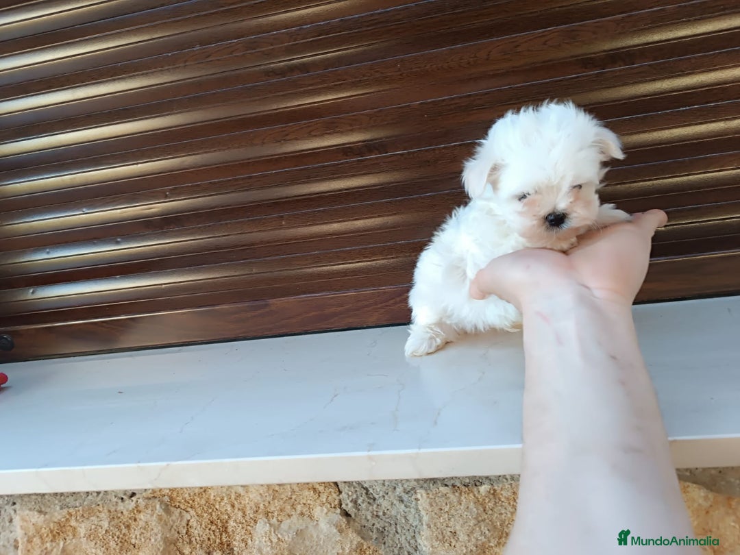 Maltipoo perros en venta: Maltipoo  - Anuncio 3