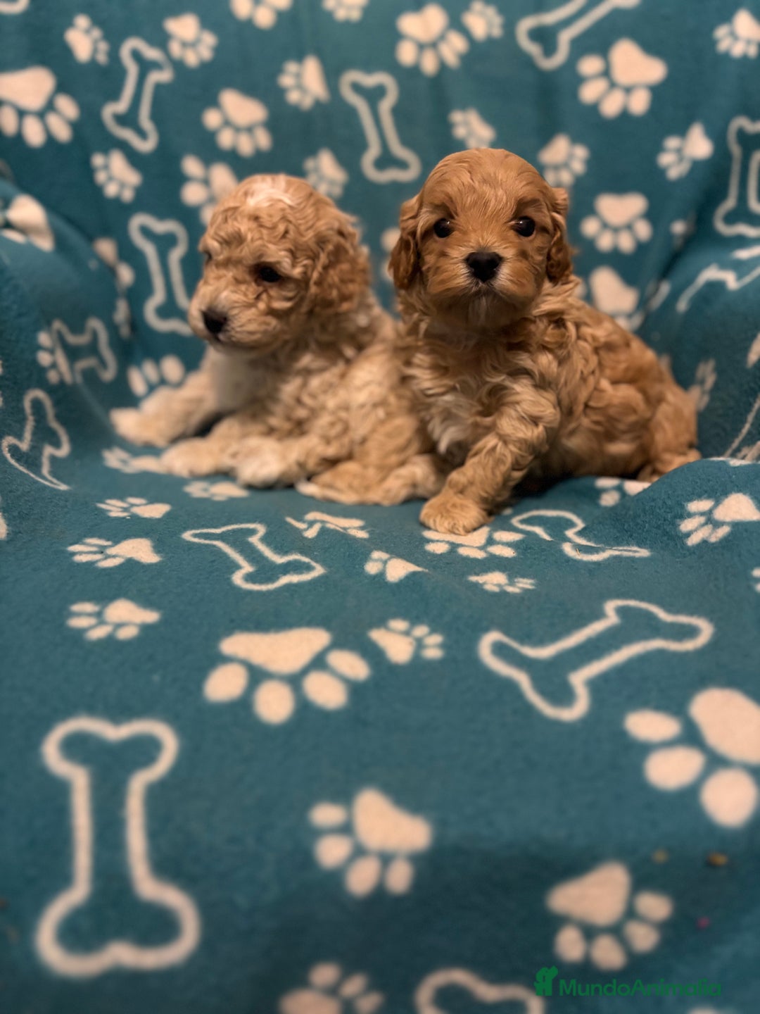 Maltipoo perros en venta: Maltipoo - Anuncio 4