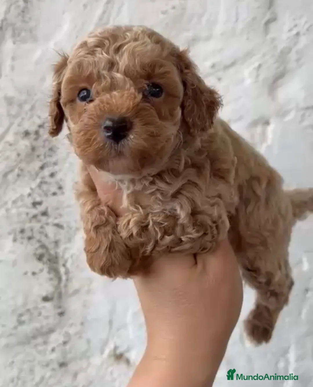 Caniche Toy perros en venta: Último caniches Toy disponible para entregar en Córdoba - Anuncio 4