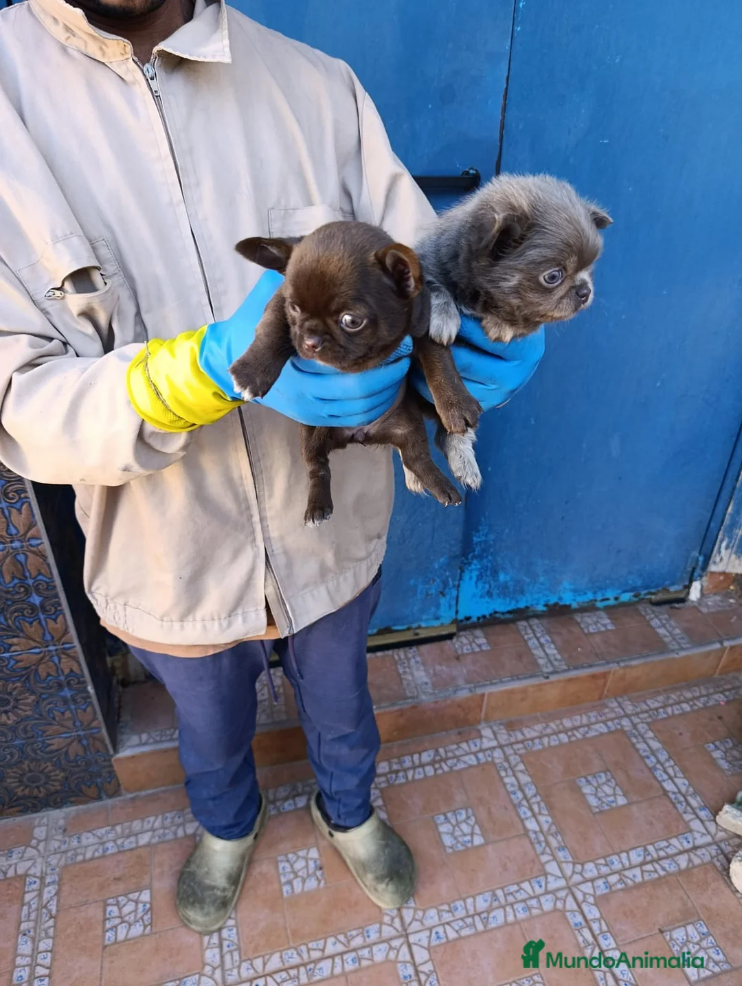 Chihuahua perros en venta: ‼️‼️Chihuahuas muy cariñosos tamaño mini  - Anuncio 4