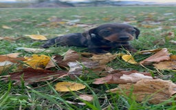 Teckel Miniatura perros en venta: Tecleo mini  - Anuncio 2