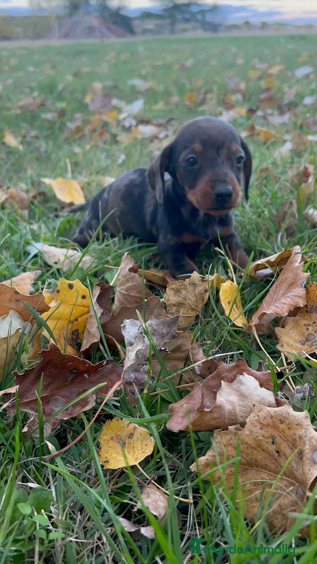 Teckel Miniatura perros en venta: Teckel mini  - Anuncio 2