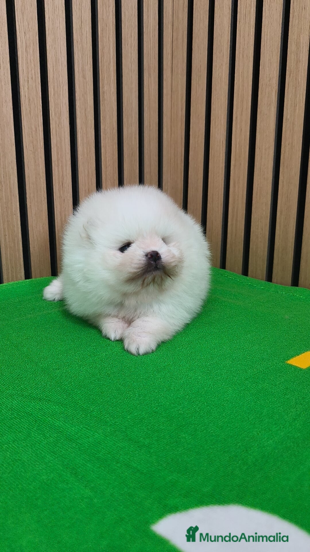 Pomerania perros Disponible macho y hembra  - Anuncio 2