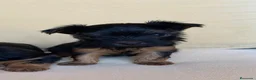 Yorkshire Terrier perros en venta: Niños de Yorkshire Terrier🩵 - Anuncio 4