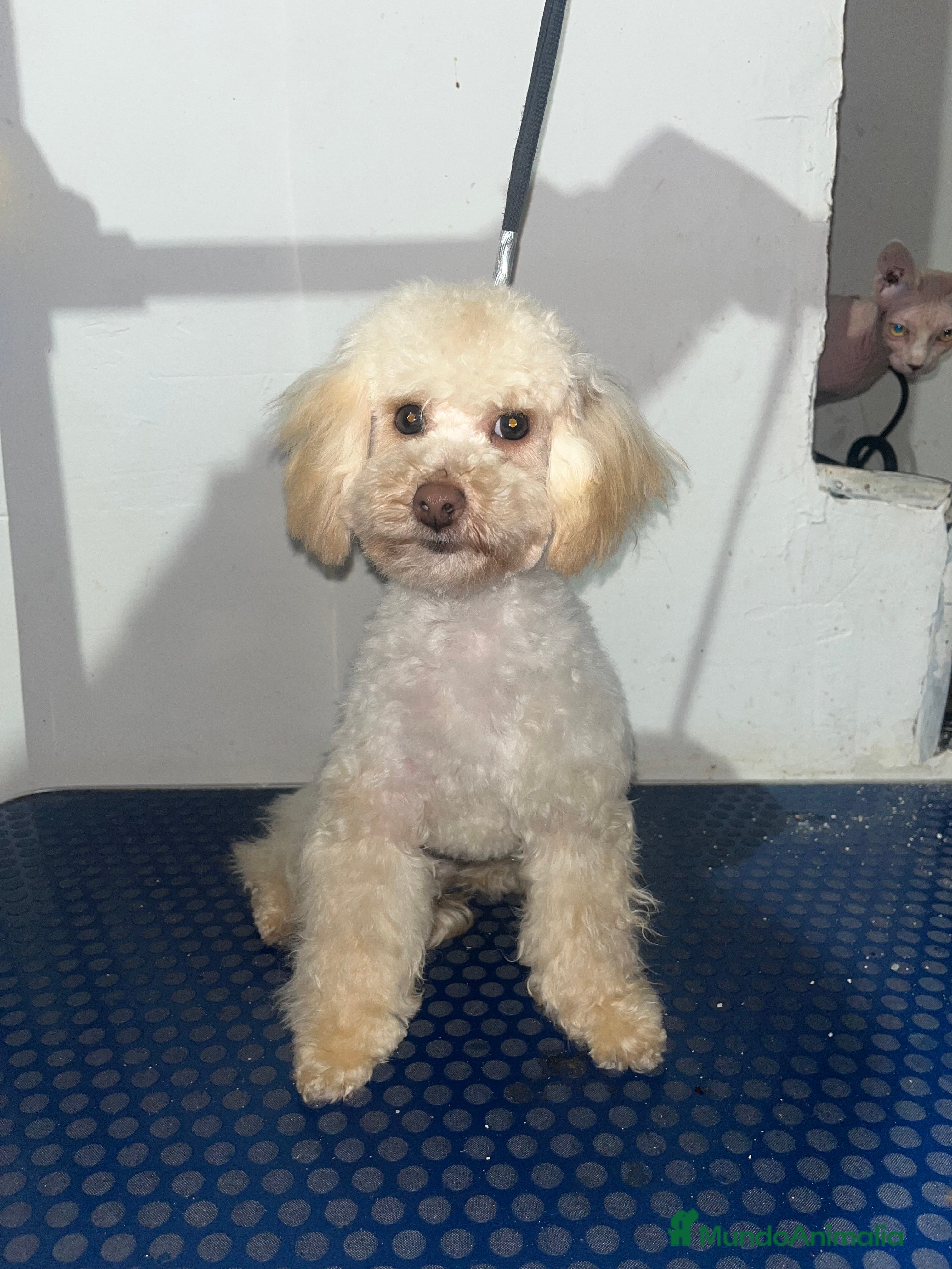 Maltipoo perros Maltipoo 6 meses - Anuncio 1