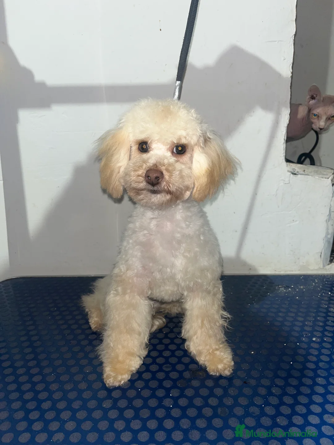 Maltipoo perros en venta: Maltipoo 6 meses - Anuncio 1
