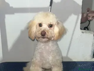 Maltipoo perros Maltipoo 6 meses - Anuncio 1