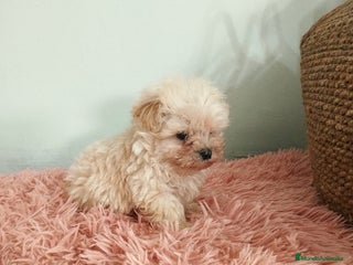 Maltipoo perros en Barcelona - Anuncio 16