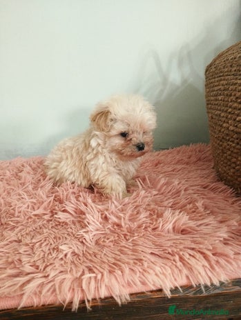 Maltipoo perros en Barcelona - Anuncio 19