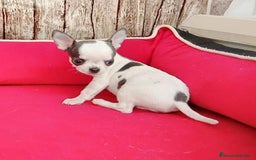 Chihuahua perros en venta: chihuahua tacita de te - Imagen 3
