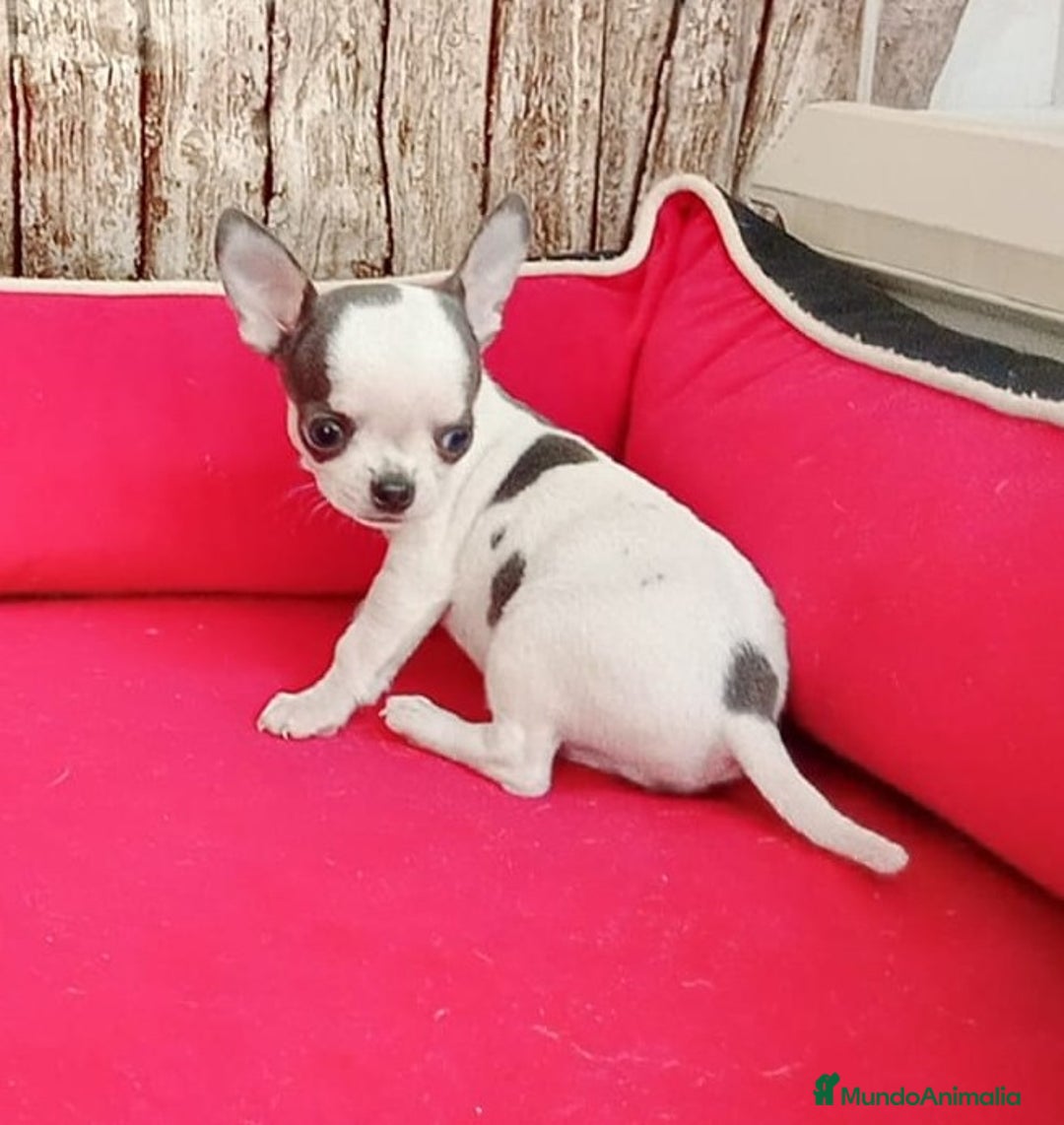 Chihuahua perros en venta: chihuahua tacita de te - Imagen 3