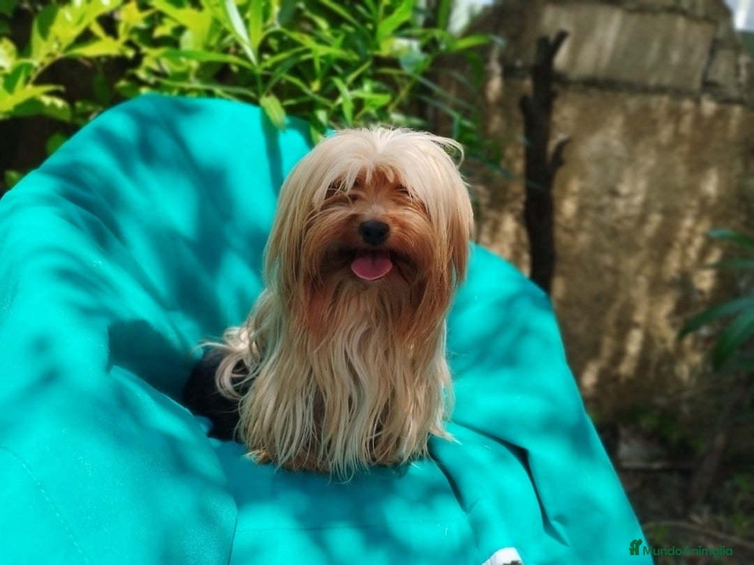 Biewer Yorkshire Terrier a la Pom Pon perros en venta: Biewer y golden con pedigree - Imagen 3