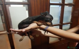Ratón de Praga perros en venta: Ratón de praga  - Imagen 6