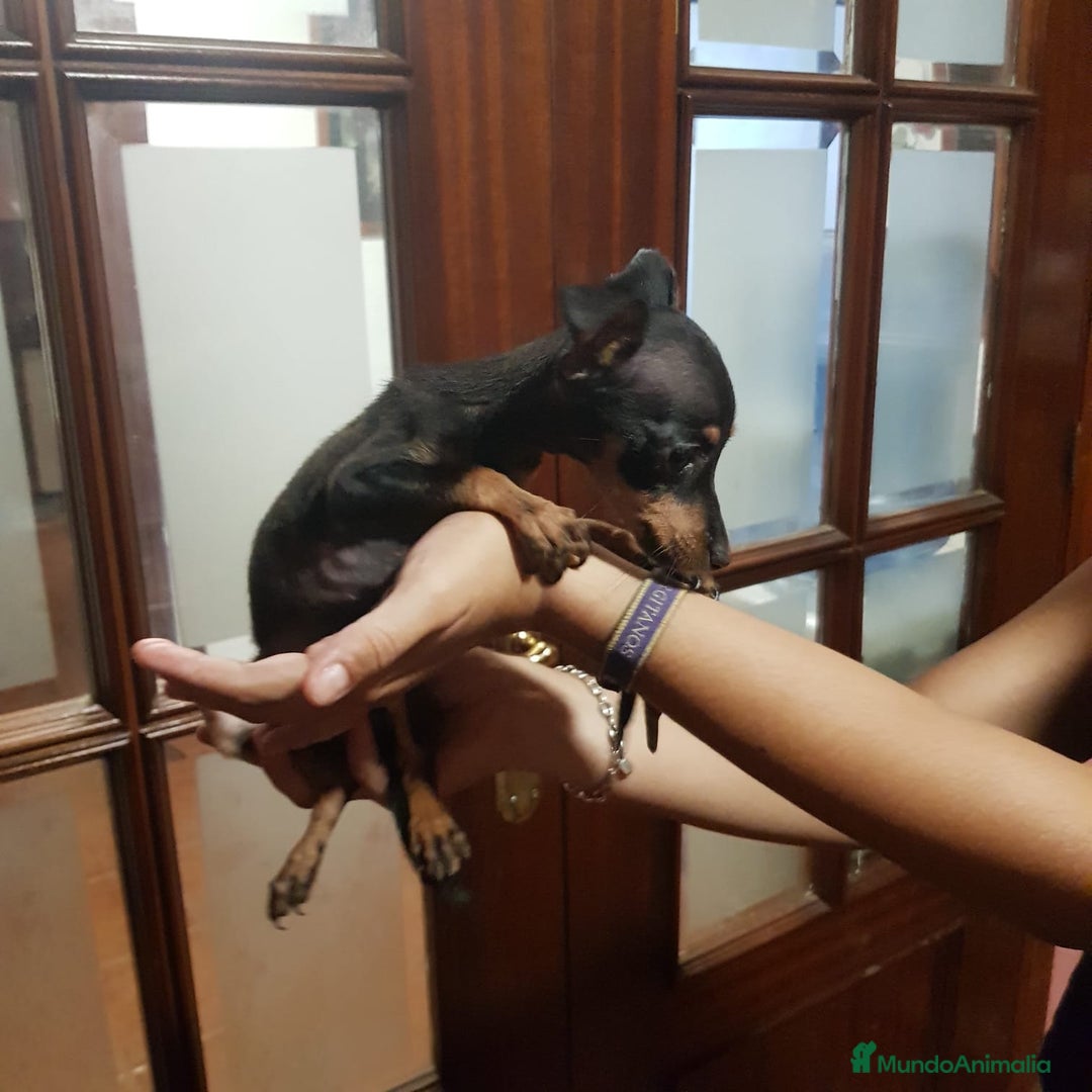 Ratón de Praga perros en venta: Ratón de praga  - Imagen 6