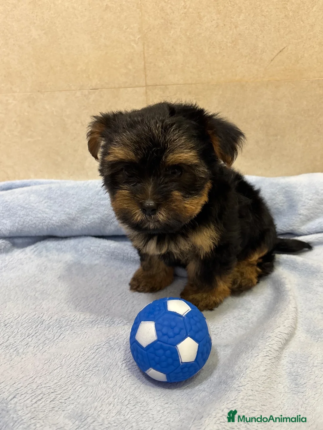 Yorkshire Terrier perros en venta: Yorkshire toy negro fuego - Anuncio 9