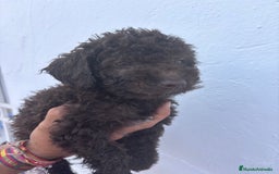 Perro de Agua Español perros en venta: Excelente camada disponible! - Imagen 6