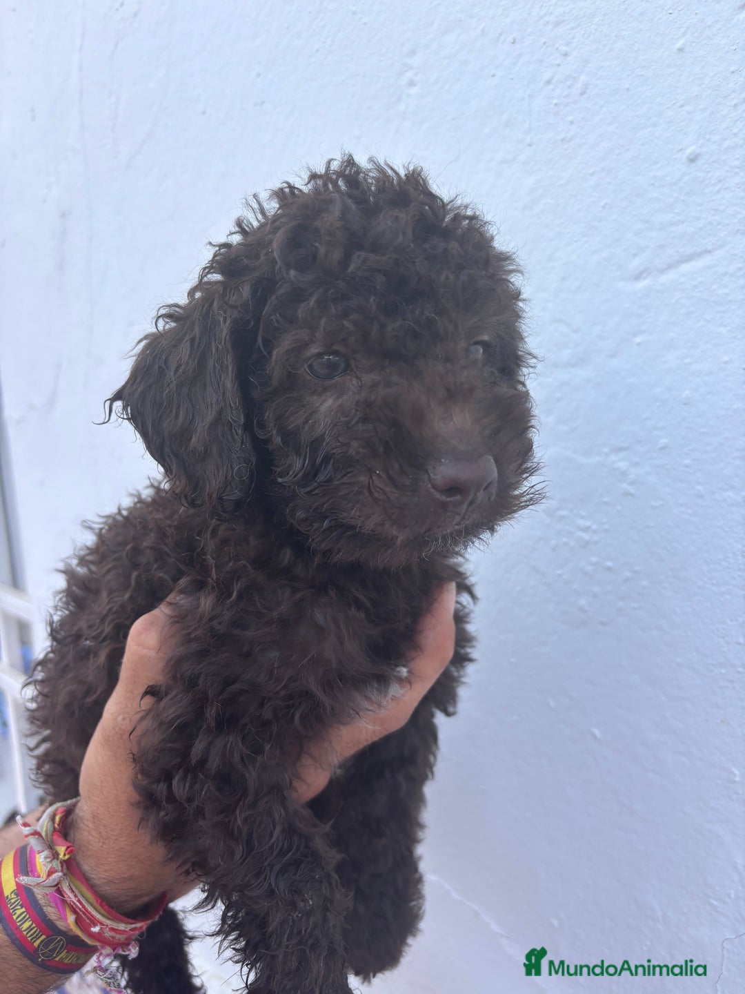 Perro de Agua Español perros en venta: Excelente camada disponible! - Imagen 6