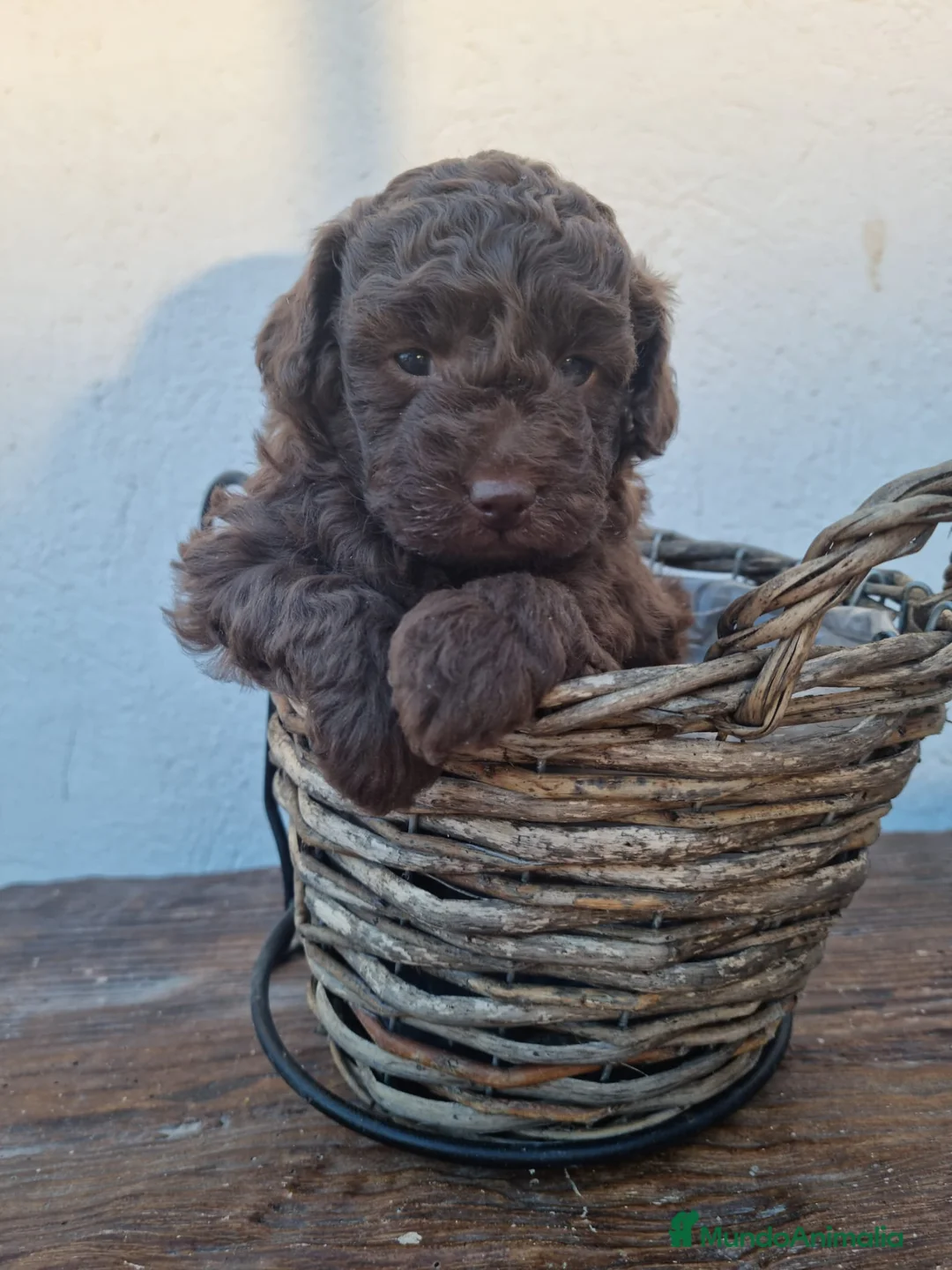 Caniche Enano perros en venta: Caniches preciosos en Barcelona - Anuncio 3