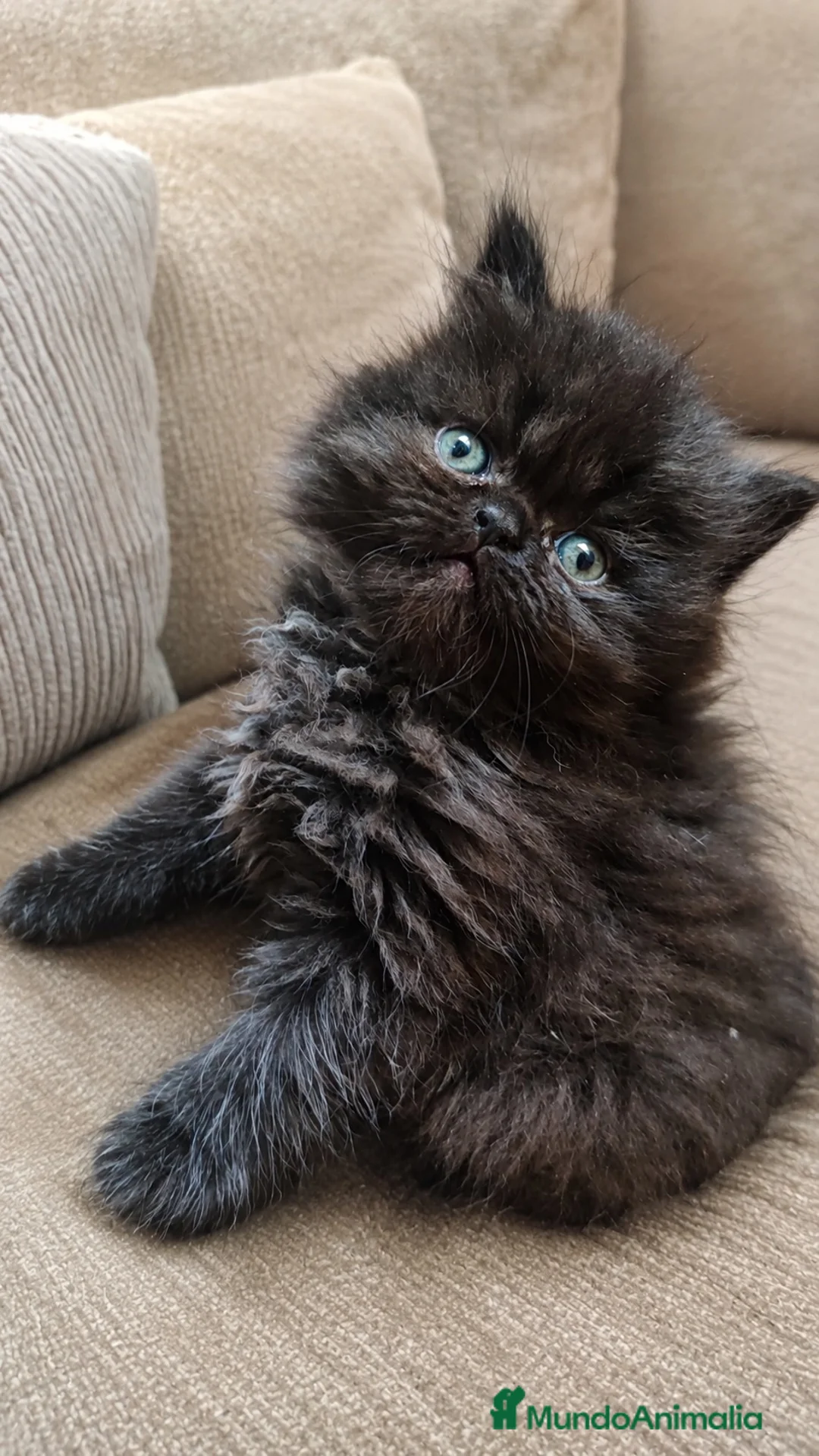 Persa gatos en venta: Persa americà - Anuncio 2
