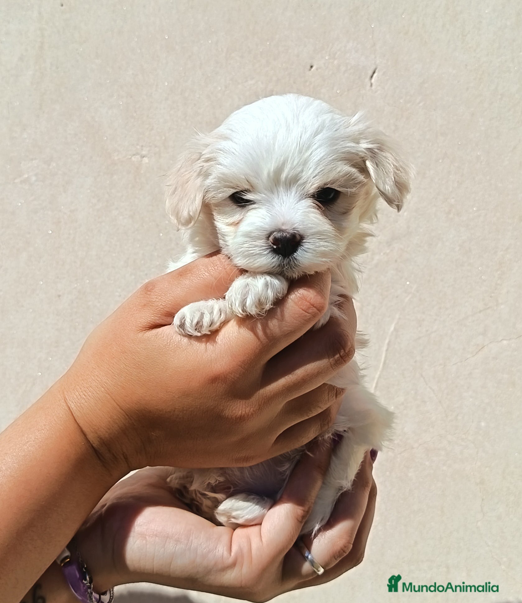Maltipoo perros MALTIPOO MACHO  - Anuncio 1