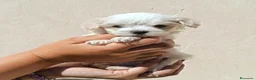 Maltipoo perros en venta: MALTIPOO MACHO  - Anuncio 1
