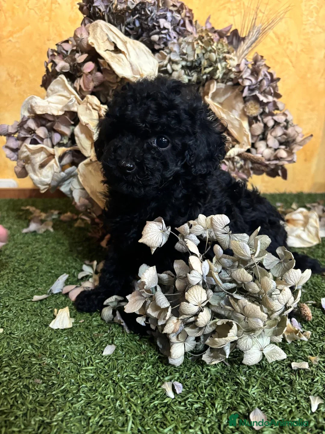 Caniche Toy perros en venta: Caniche Toy Hembra Negra azabache - Anuncio 5