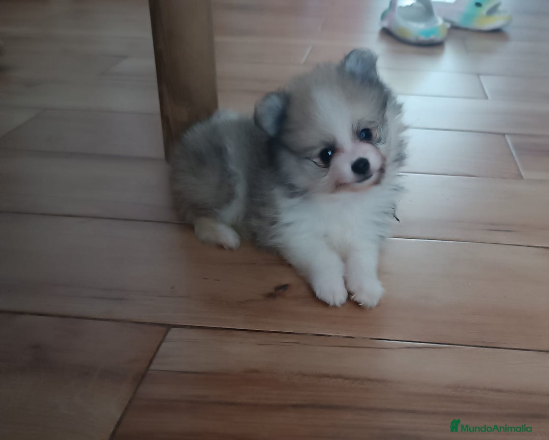 Pomerania perros en venta: Pomerania toy - Imagen 5