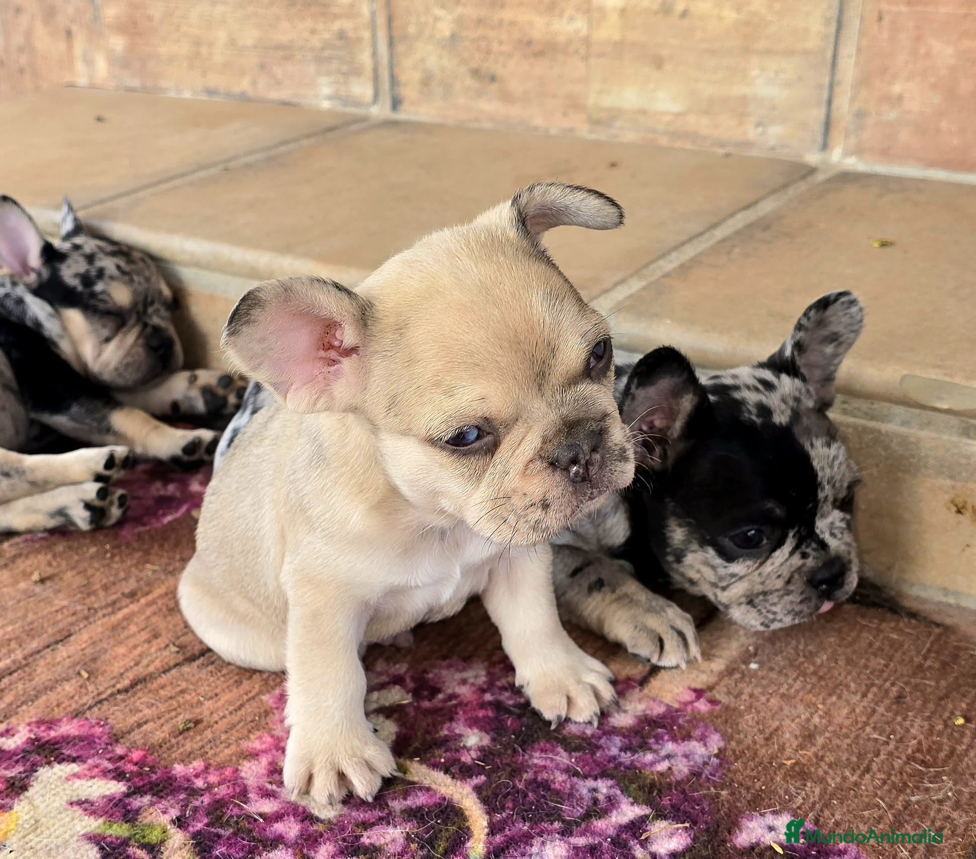 Bulldog Francés perros Bulldog francés  - Anuncio 2