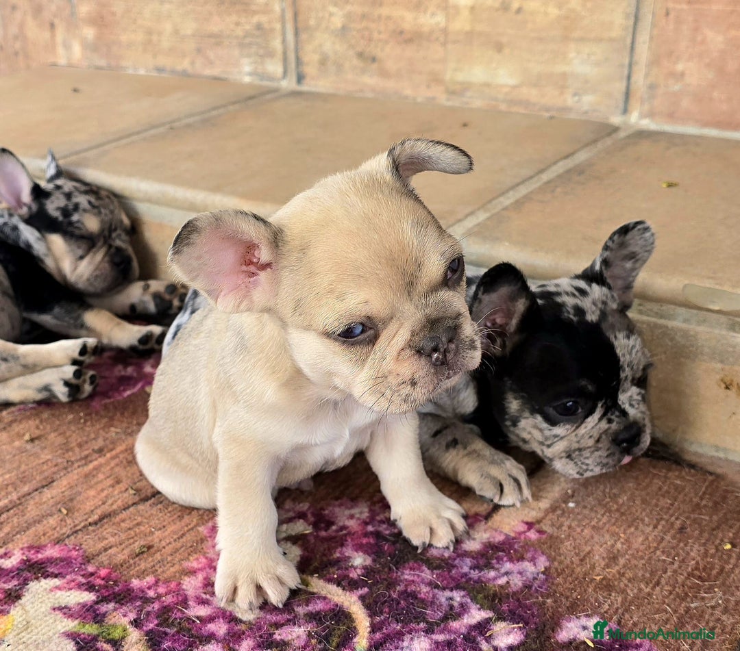 Bulldog Francés perros en venta: Bulldog francés  - Anuncio 3