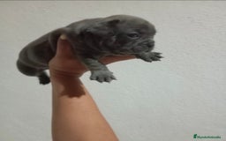 Bulldog Francés perros en venta: Bulldog frances "fotos reales" - Imagen 4