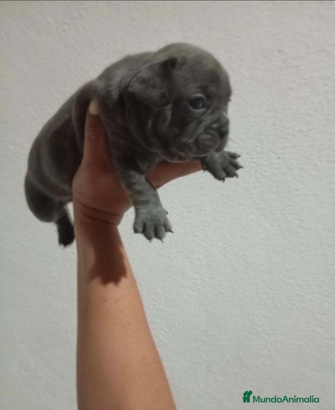 Bulldog Francés perros en venta: Bulldog frances "fotos reales" - Imagen 4