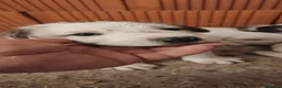 Mastín Español perros en venta: Mastín Español  - Anuncio 3